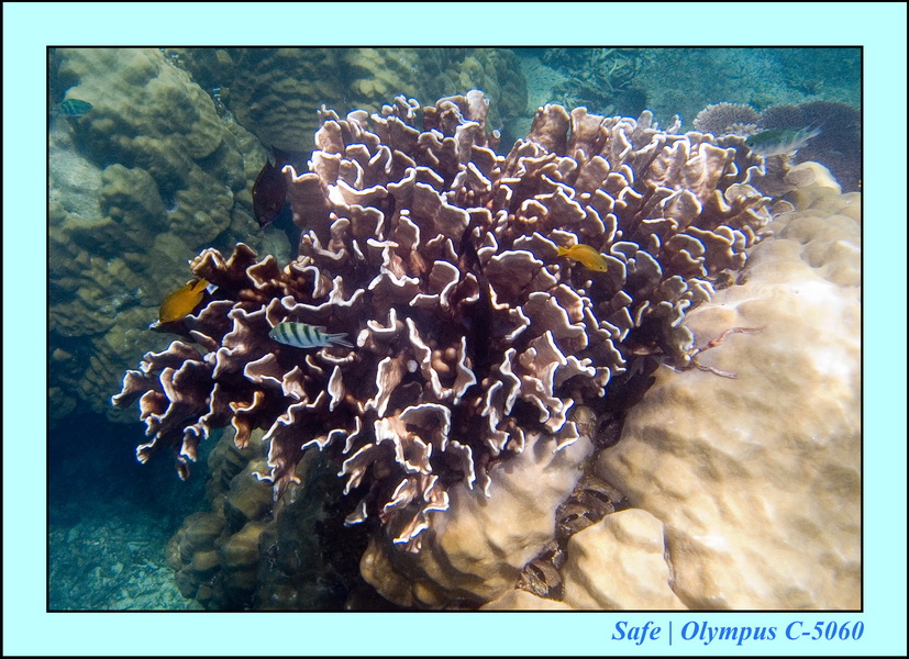 2006 - 07 - Perhentian - Plongee 247